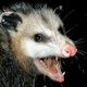 Illustration for article titled A North Carolina town drops a possum at midnight on New Year's Eve